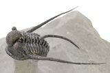 Long-Spined Cyphaspis Trilobite - Foum Zguid, Morocco #249023-4